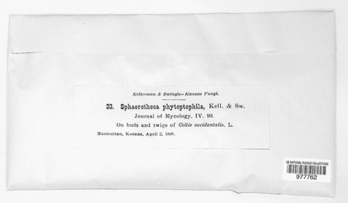 Sphaerotheca phytoptophila image